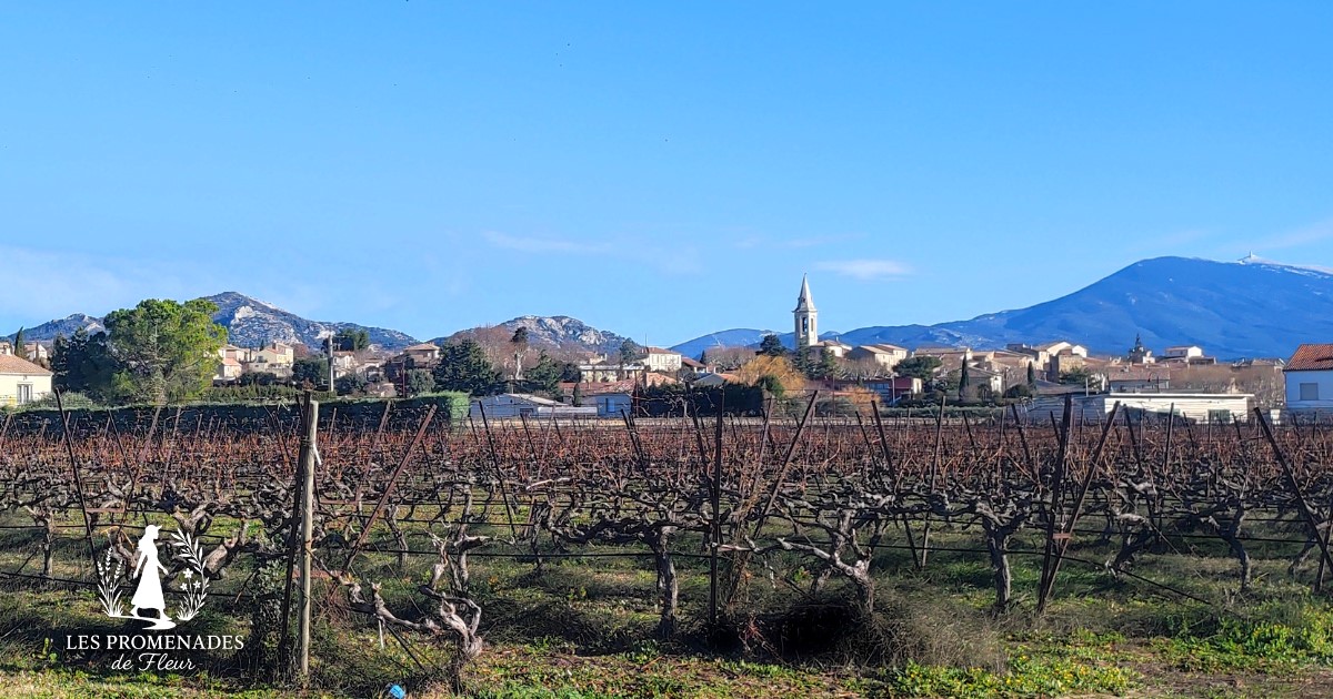 Balade commentée au cœur du Vaucluse et des vignes du Ventoux, Provence