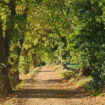 notre chemin lors de la balade sensorielle d'automne Les Promenades de Fleur