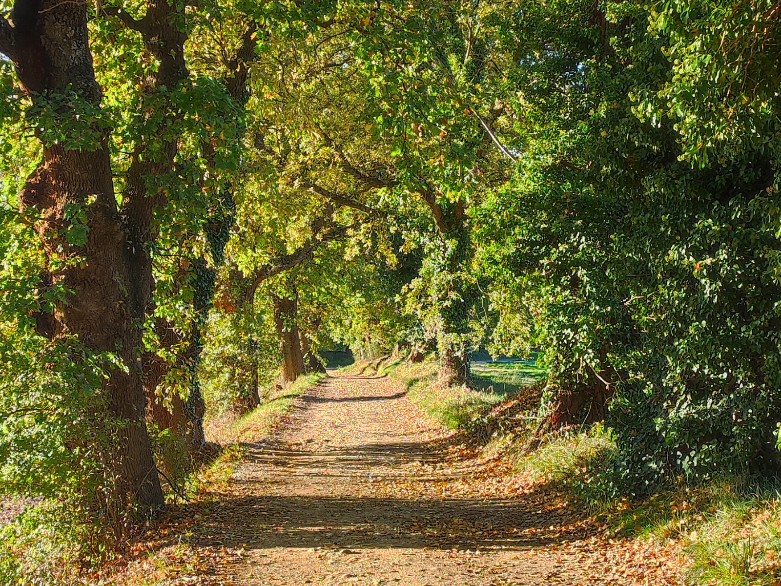 notre chemin lors de la balade sensorielle d'automne Les Promenades de Fleur