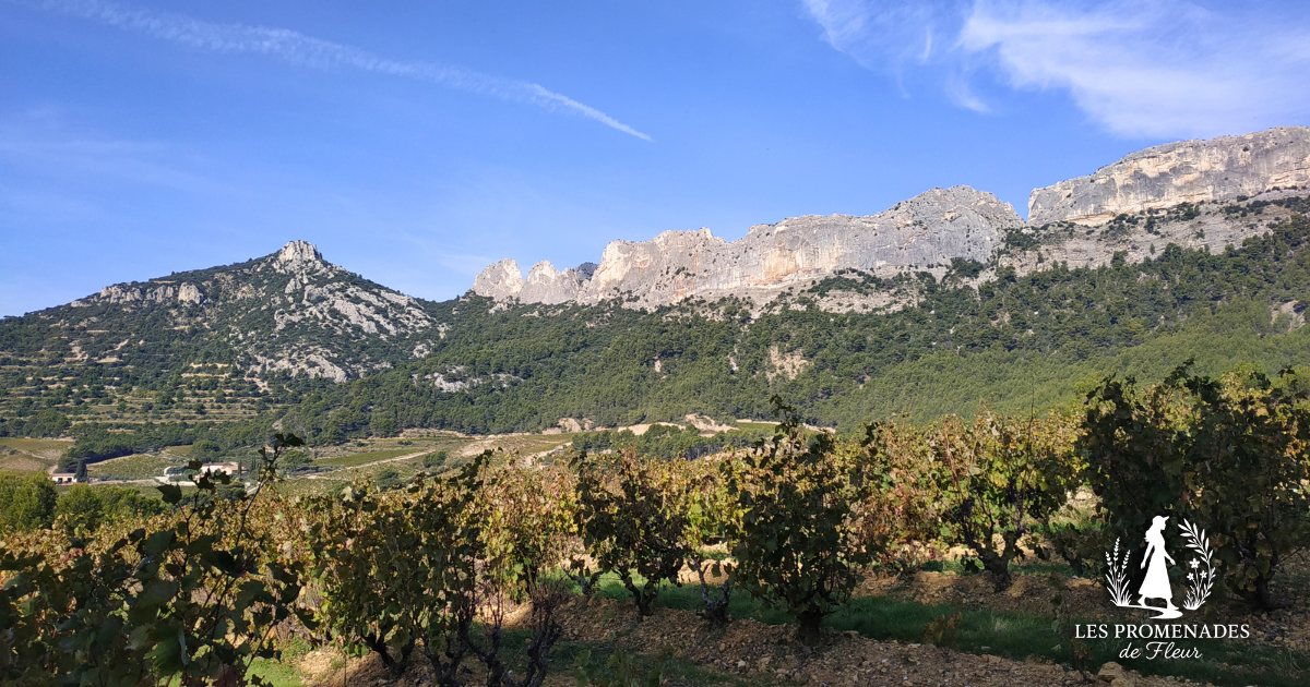 Balade guidée en Provence – Partenaires producteurs, artisans et hébergeurs Les Promenades de Fleur